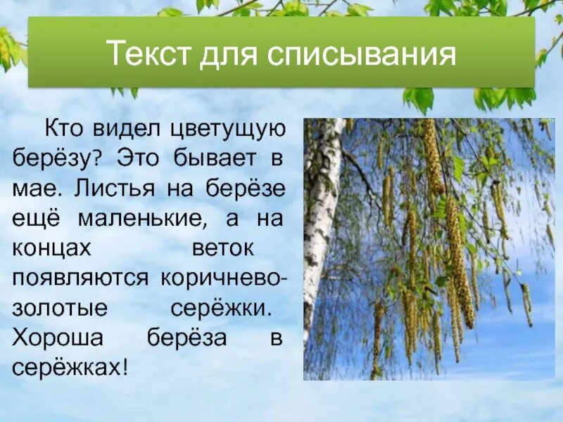 Кто видел цветущую березу. Кто видел цветущую березу это бывает. Кто видел цветущую березу это бывает в мае. Кто видел березу это бывает в мае. Составить слово березка