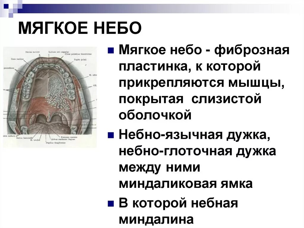 Поднятие мягкого неба. Строение мышц мягкого неба. Твердое и мягкое небо топографическая анатомия.