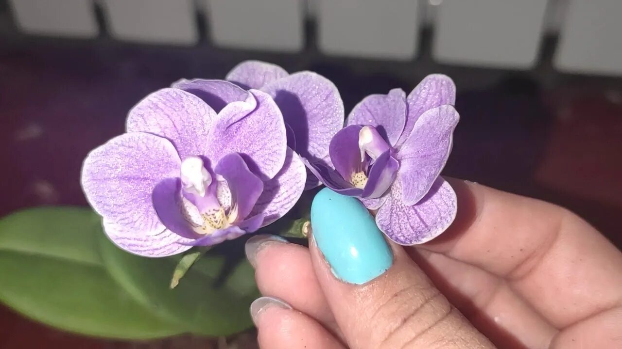 Виолет квин. Орхидея вайолет квин. фаленопсис вайолет квин. орхидея violet queen.