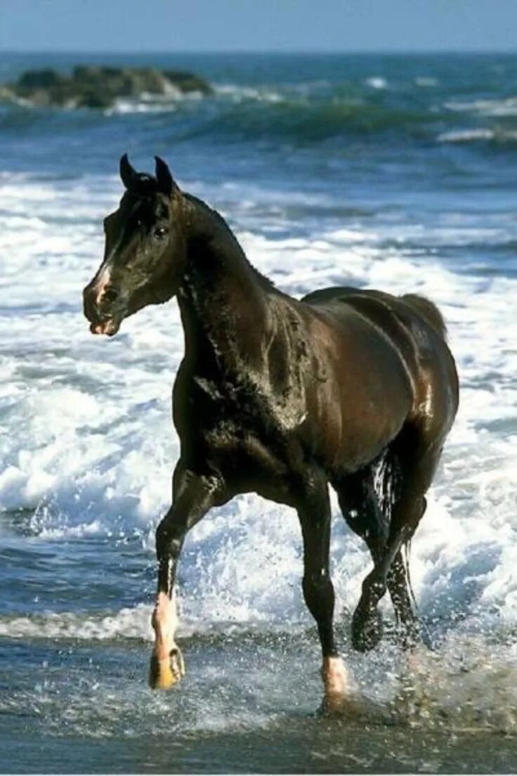 Лошадь моют. Уход за лошадью. Поставь horse. Кобылка лошадь. Лошадка, коричневый.