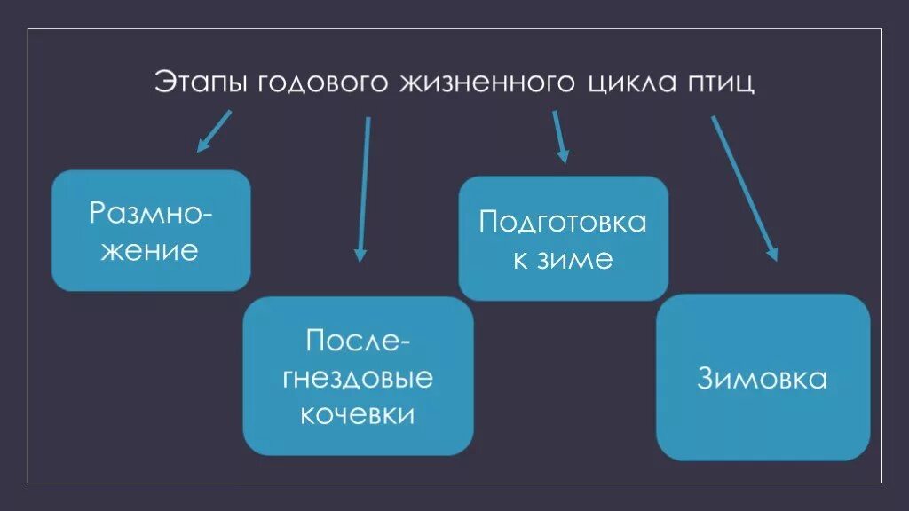 Этапы годового жизненного цикла птиц. Этапы годового жизненного цикла птиц 7 класс. Годовой жизненный цикл этапы. Годовой жизненный цикл птиц схема.