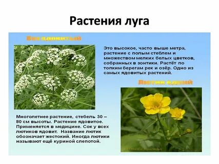 Сообщение о луговых растениях