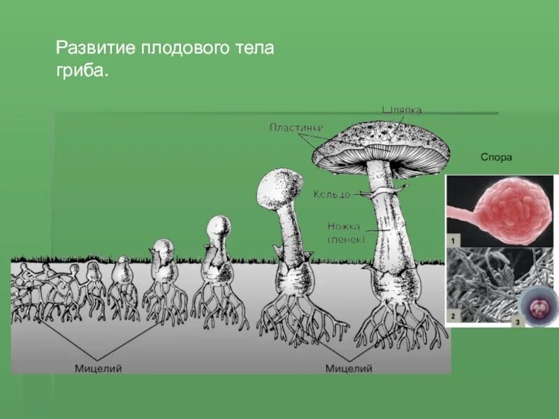 Споры - плодовое тело - грибница. Плодовое тело споры и мицелий гриба. Грибница спора плодовое Тео. Строение плодового тела шляпочного гриба.