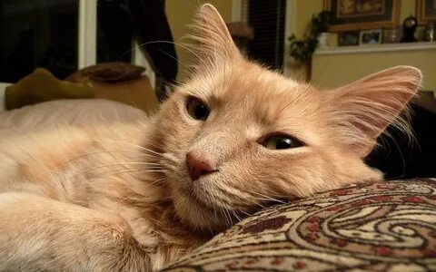 Включи кот котэ