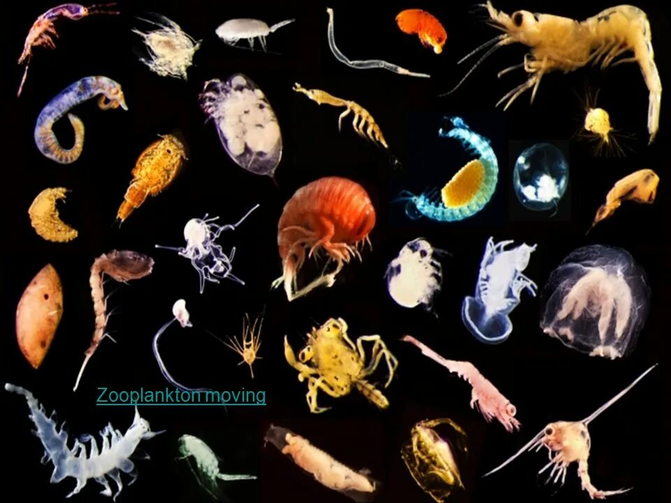 Зоопланктон зоопланктон. Зоопланктон и фитопланктон. Планктон фитопланктон зоопланктон бентос. Зоопланктоны ракообразные.