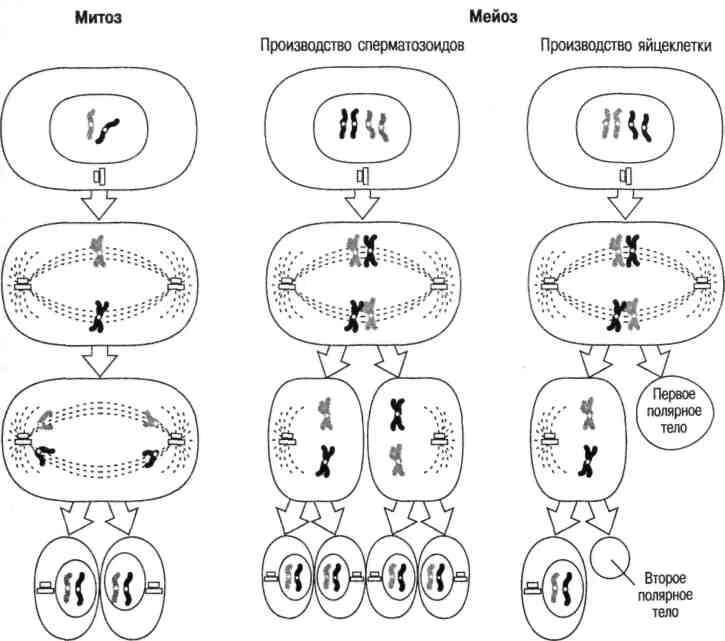 Схема деления клетки митоз и мейоз. Митоз и мейоз схема по фазам. Схема деления митоза и мейоза. Схемы фаз митоза и мейоза. Мейоз в зародышевых клетках