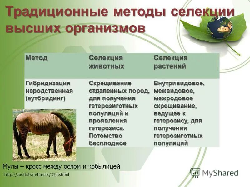 Методы гибридизации используемые в селекции. Метод селекции животных гибридизация. таблица метод селекции гибридизация. методы селекции аутбридинг. методы селекции животных 9 класс биология.