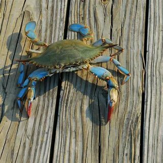 Chesapeake Bay's Best Crab Decks