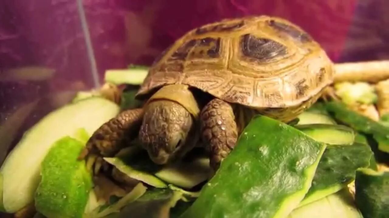 Сухопутная черепаха. Питание черепахи. Что кушают черепахи. Еда для черепахи. Черепахам можно капусту