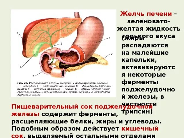 Желчь активирует панкреатический сок. Пищеварительный сок поджелудочной железы. Ферменты поджелудочной железы и желчи. Ферменты печени и поджелудочной железы.