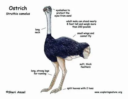 Animal articles
