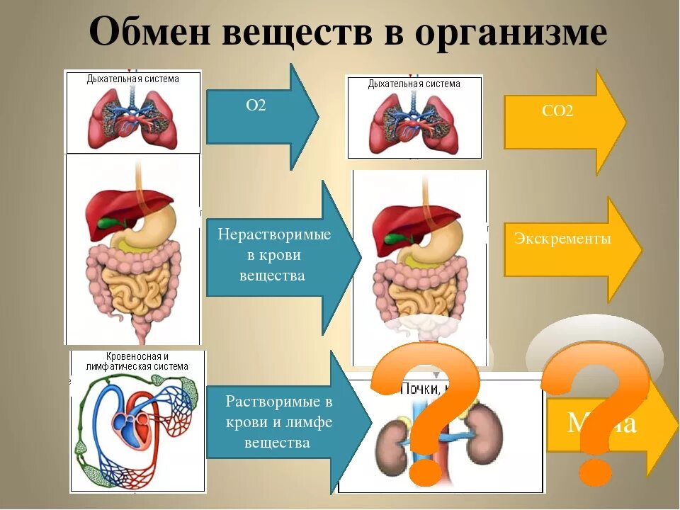 Органы участвующие в белковом обмене. Обмен веществ в организме. Обменные процессы в организме. Обмен веществ человека. Процессы обмена веществ в организме человека.