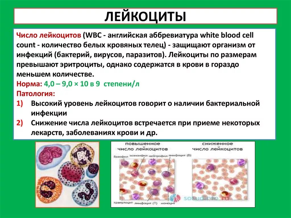 Нейтрофилы после химиотерапии. При острых инфекционных заболеваниях число лейкоцитов в крови. Снижение уровня лейкоцитов. Повышение и понижение лейкоцитов в крови. Причины повышения лейкоцитов.