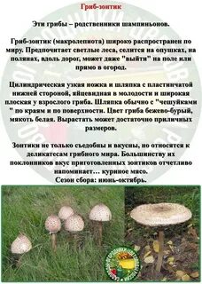 Гриб зонтик описание