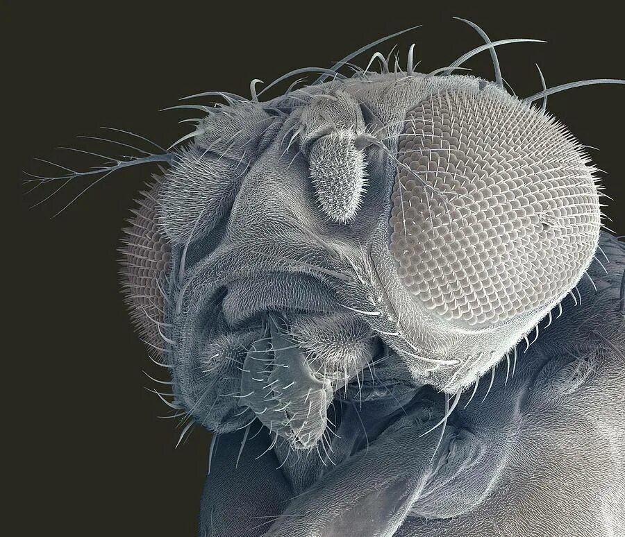 Мошка под микроскопом фото. Астраханская мошка под микроскопом. Мошка гнус под микроскопом. Мокрец мошка под микроскопом. Мошка под микроскопом челюсти.