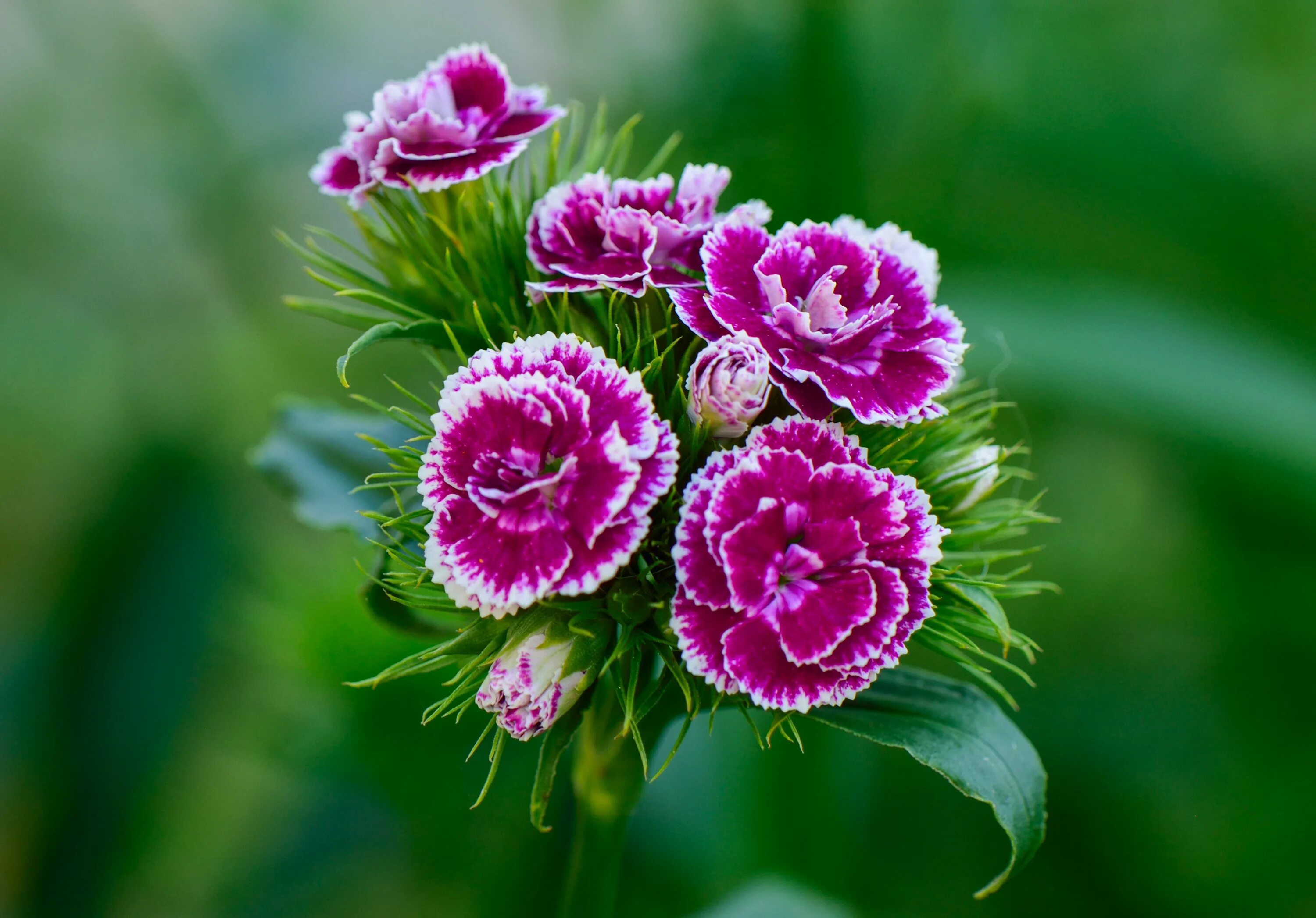 Картинки цветов гвоздик. Гвоздика бородатая - Dianthus barbatus. Диантус, гвоздика (турецкая). Гвоздика бородатая свитвилиам.