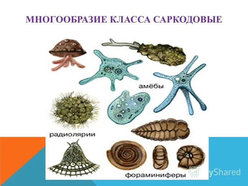 Тип корненожки. Подкласс корненожки представители. класс корненожки представители. саркодовые корненожки. представители групп простейших амёба.