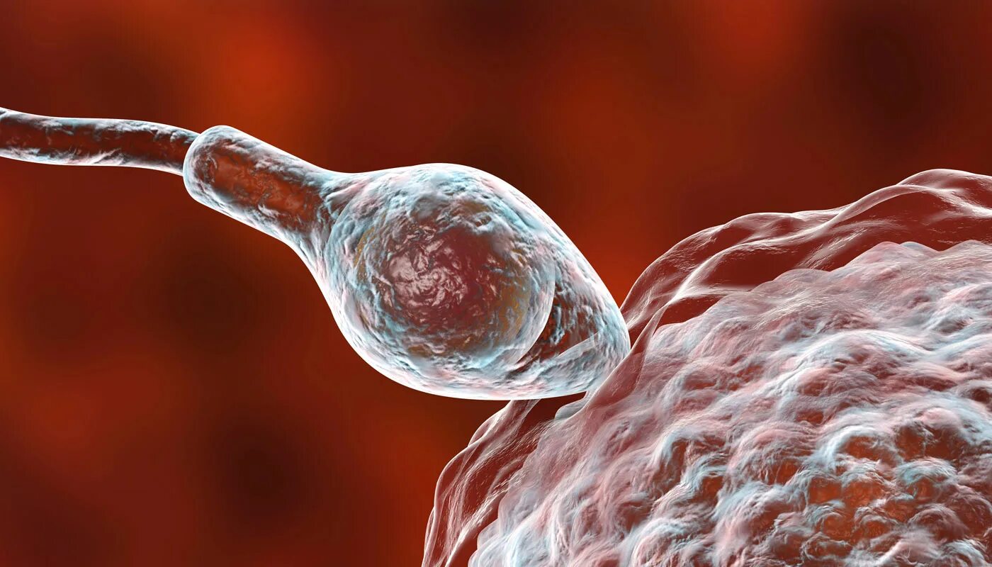 Яйцеклетка под микроскопом. Оплодотворение яйцеклетки микроскоп. Оплодотворенная яйцеклетка. Яйцеклетка 3д. Увеличенная яйцеклетка.