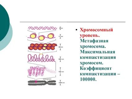 Метафазный хроматин