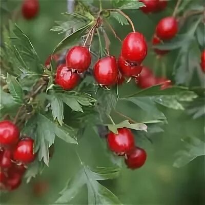 Как правильно употреблять боярышник