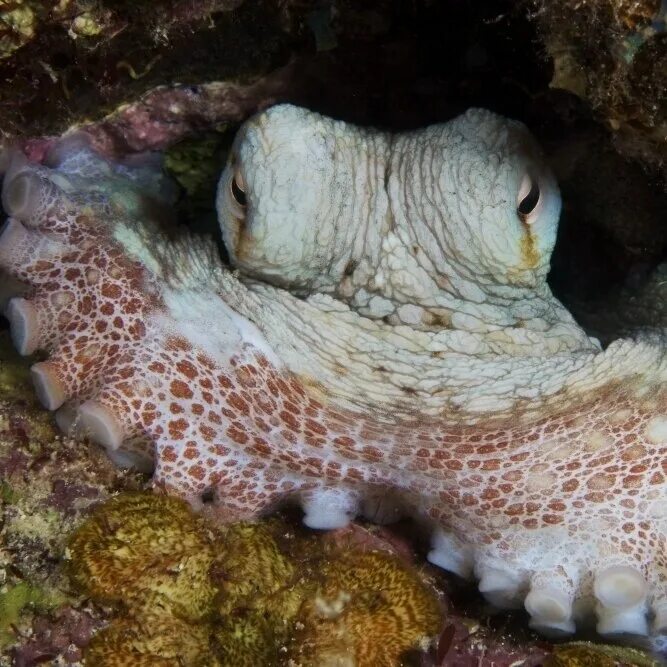 карибский осьминог