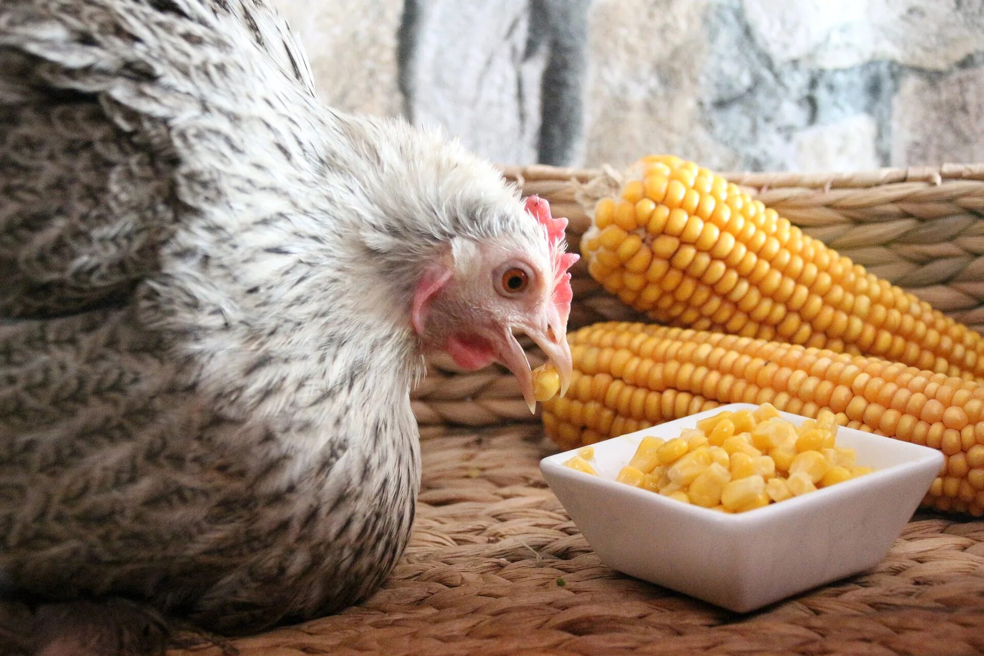 Куры можно кукурузы. Кукурузная курица. Курица с кукурузой. Курица кормленая кукурузой. Курица ест кукурузу.