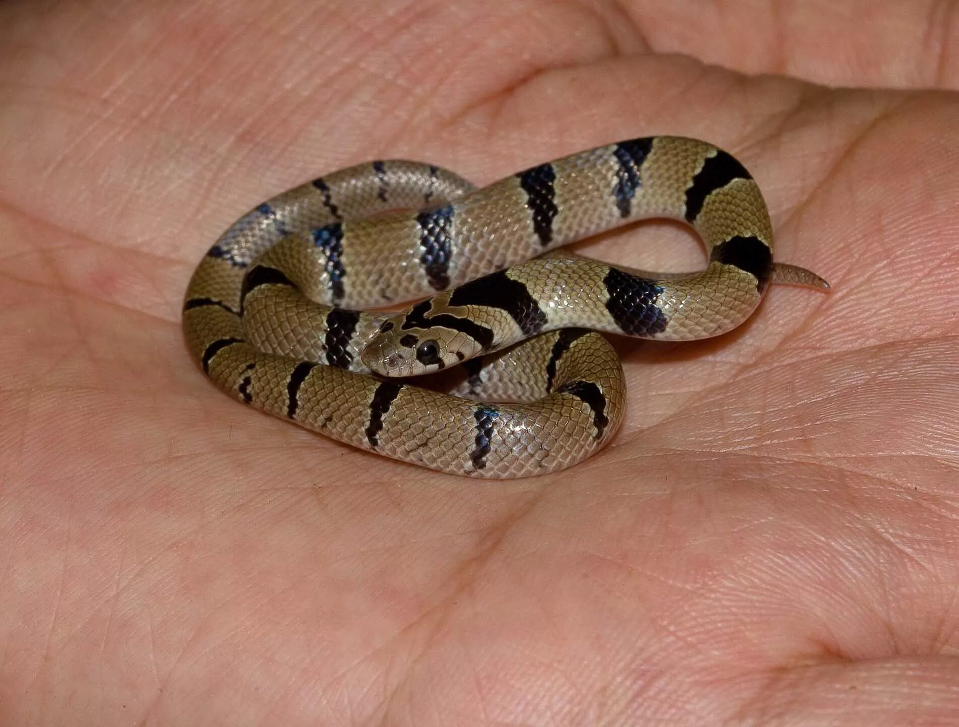 Snakes world. Крайт змея. Baby Snake Snake. Kukri Snake. Змея Baby snak ка.