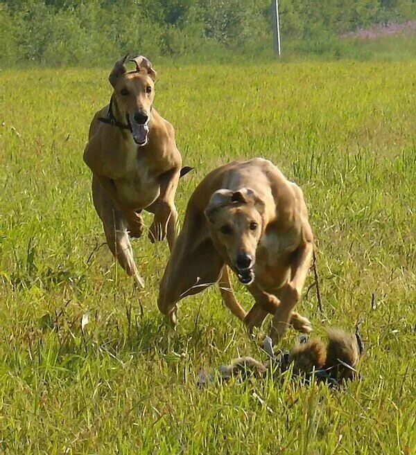 курсинг для собак в нижнем новгороде