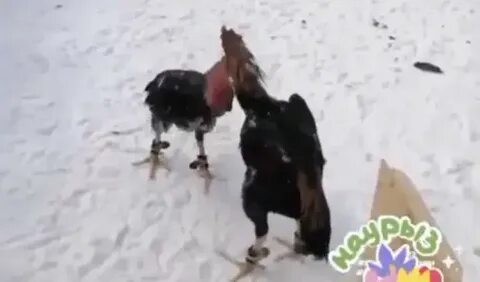 Собака два молодых петушка