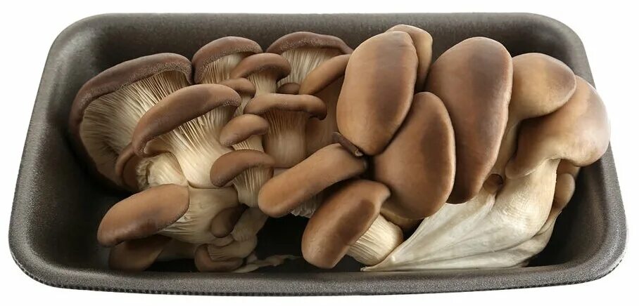 мицелий вешенки октябрьский. грибы вешенки в ящике. грибы вешенка свежие. бизнес грибы вешенка. вешенка в ящиках.