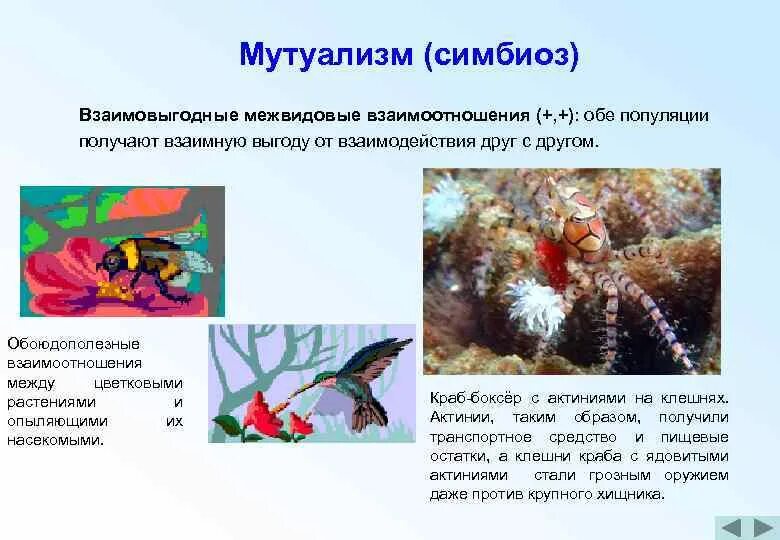 Между какими организмами симбиотические отношения. Симбиоз мутуализм. Взаимовыгодные межвидовые взаимоотношения. Взаимовыгодные отношения между живыми организмами. Взаимовыгодные отношения симбиоз.