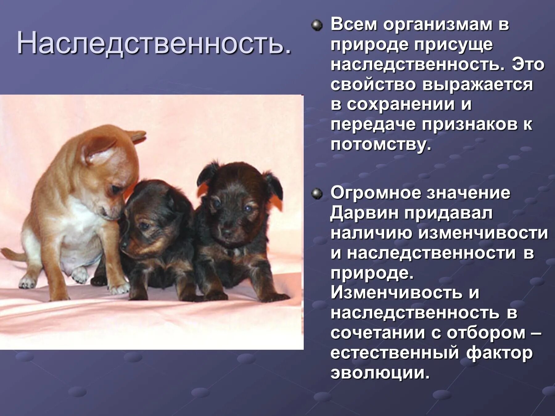 Наследственность Дарвин. Наследственность у животных. Наследственность и изменчивость Дарвин. Наследственная изменчивость по Дарвину.