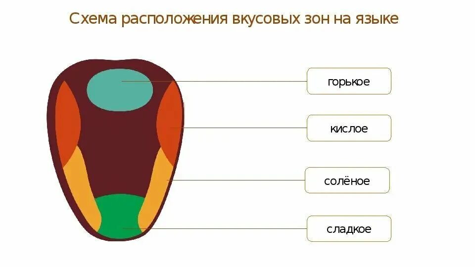 На кончике языка расположены рецепторы чувствительные к. Рецепторы языка схема вкусовые рецепторы. Рецепторы вкуса на языке схема. Вкусовые зоны языка схема. Вкусовые рецепторы на языке схема.