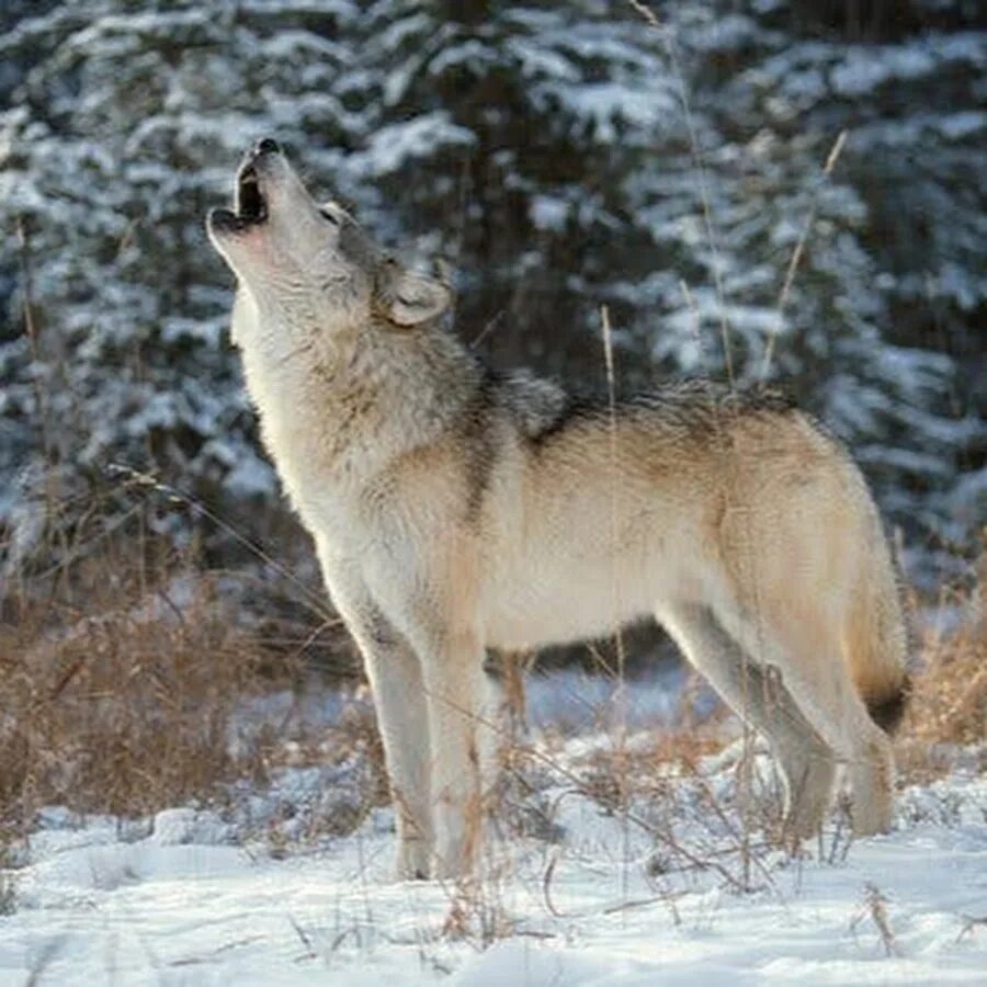 Волки мира фото Beautiful Wolves : 画 像 Wolf dog, Beautiful wolves, Wolf photos