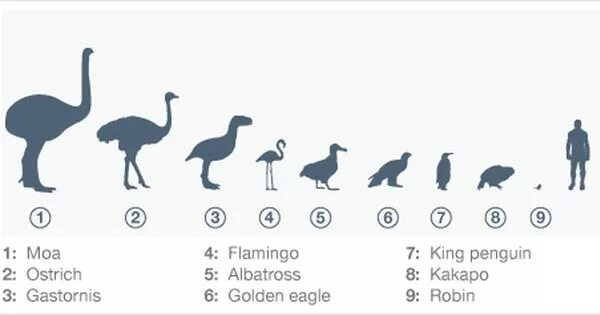 Размеры птиц сравнение. Размеры птиц. Высота птицы МОА. Сравнительные Размеры птиц. МОА по сравнению с человеком.