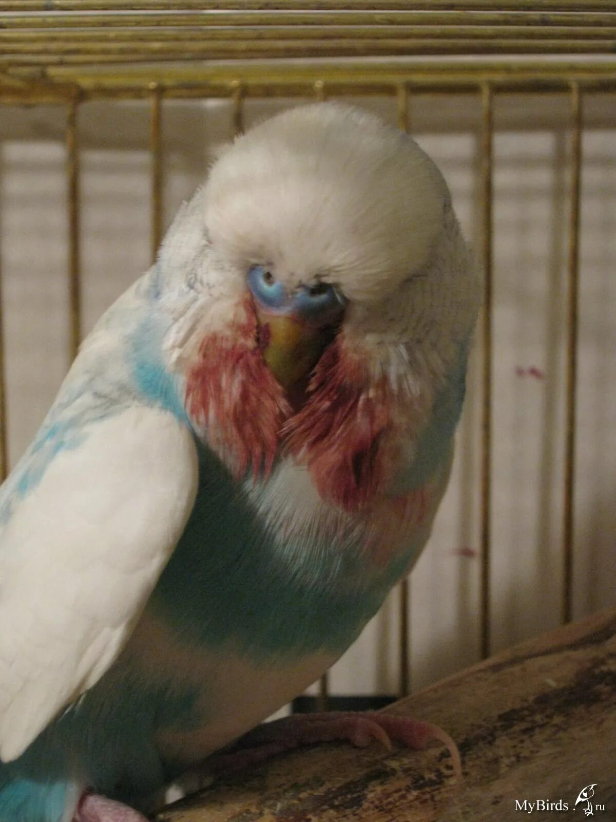 Беременный волнистый попугай. Беременаясаика волнистого попугая. Восковица у волнистого попугая. Беременный попугай волнистик. Беременный волнистый попугай.