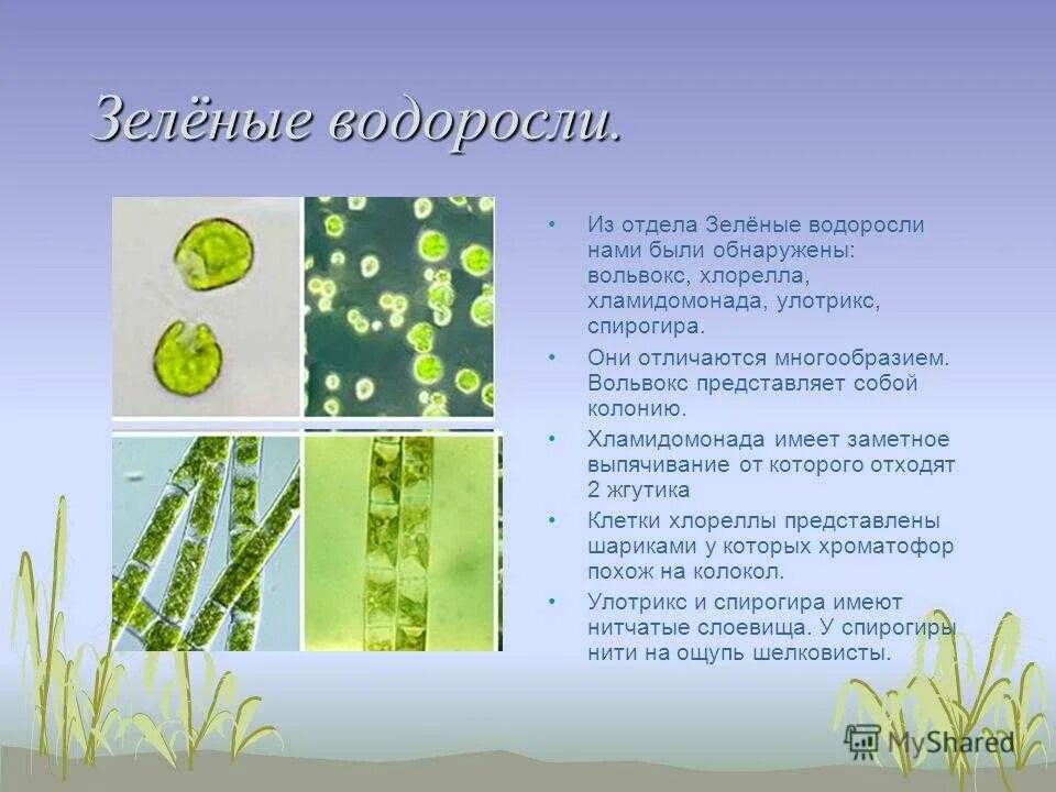 Одноклеточные зеленые водоросли характеристика. Хроматофор вольвокса. Хламидомонада, хлорелла, ламинария. Chlorophyta отдел зелёные водоросли. Отдел зеленые водоросли хламидомонада.