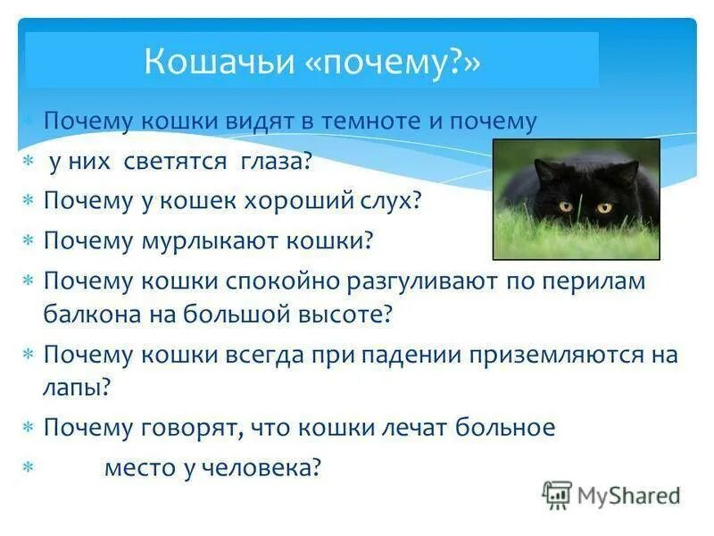 Почему кошка долго смотрит в глаза. У кошки светятся глаза в темноте. почему у кошек светятся глаза в темноте. зрение кошек в темноте. почему кошки видят в темноте.