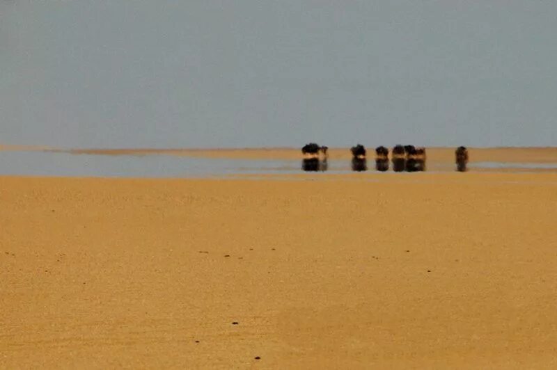 Оптическое явление в пустыне. Нижний мираж. природное явление мираж-оазис. озерный мираж. нижний мираж оазис.