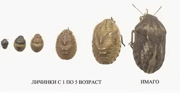 Клоп вредная черепашка стадии развития. Телефон : 247-20-54. Тип развития клопа черепашки. Клоп вредная черепашка стадии развития. Клоп вредная черепашка тип развития.