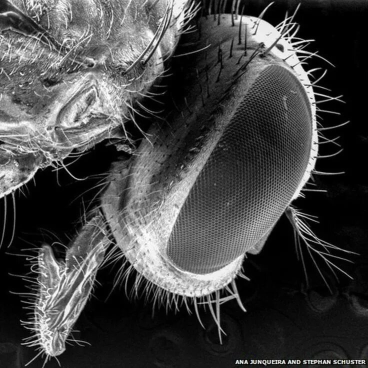File:Curculionidae.jpg - Wikipedia