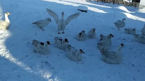 Погода гусь на месяц