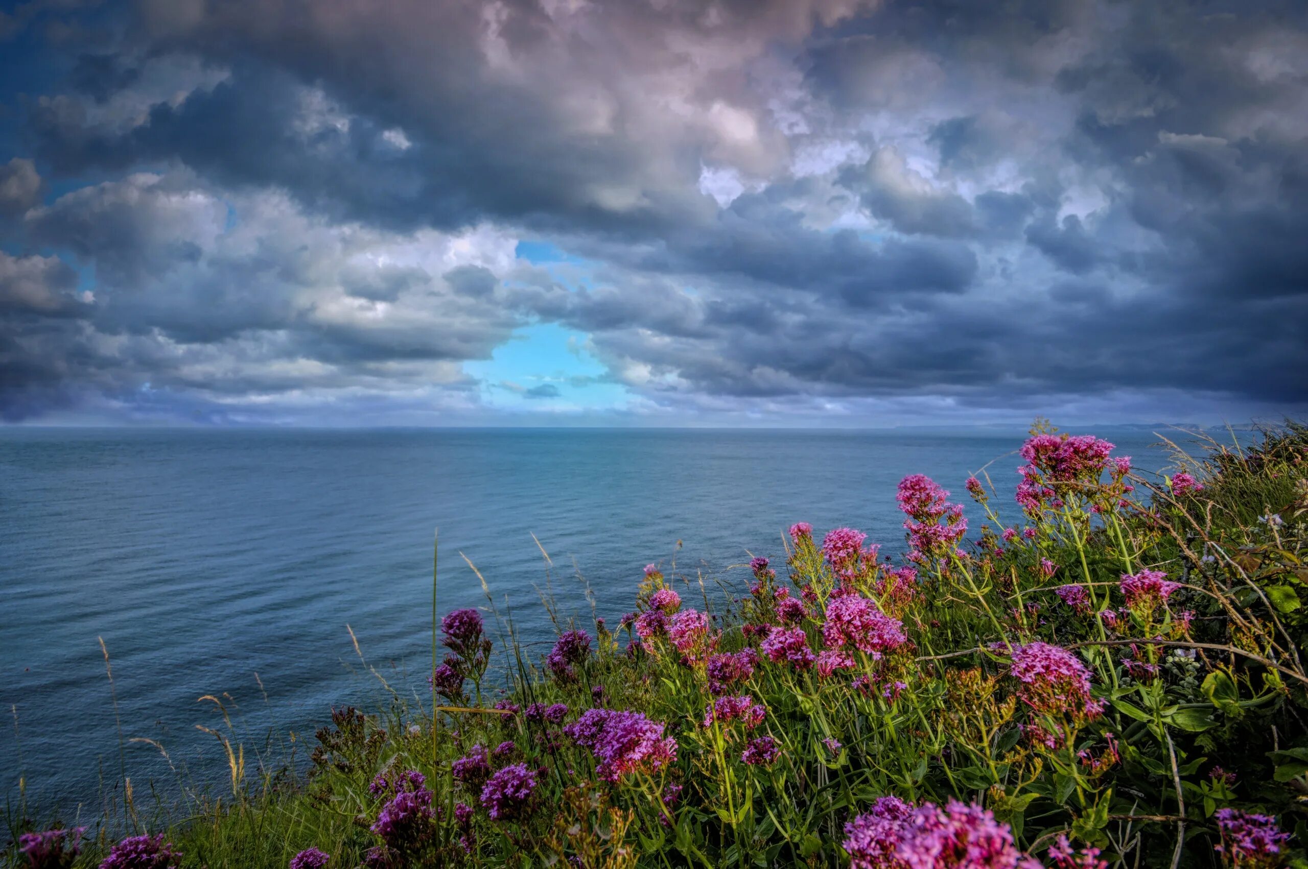 Цветы и море. Природа море цветы. Сиреневые цветы у моря. Сирень море