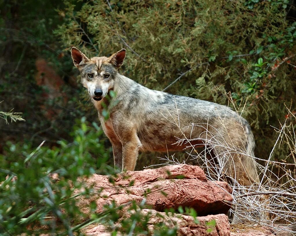 Аравийский волк canis lupus arabs. Аравийский волк canis lupus arabs. Волки в индии. Аравийский волк. Азиатский волк.