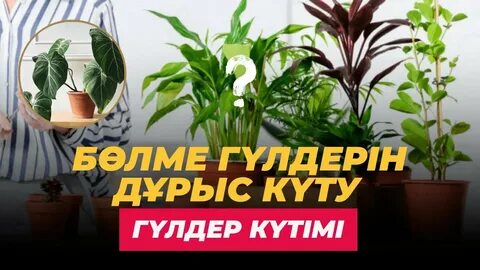 Порно ұлы трахает мама в жопу