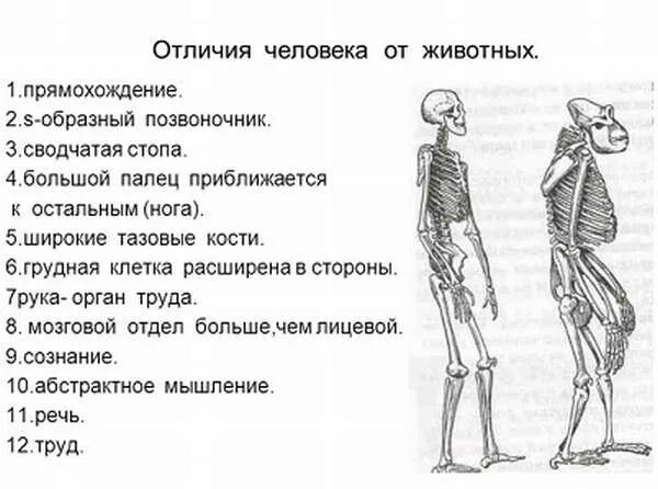 В чем сходство скелета человека и млекопитающих. Отличие человека от животного биология 11 класс. Признаки отличающие человека от животного. Схема отличия человека от животного. Отличие человека от животного биология 9 класс.