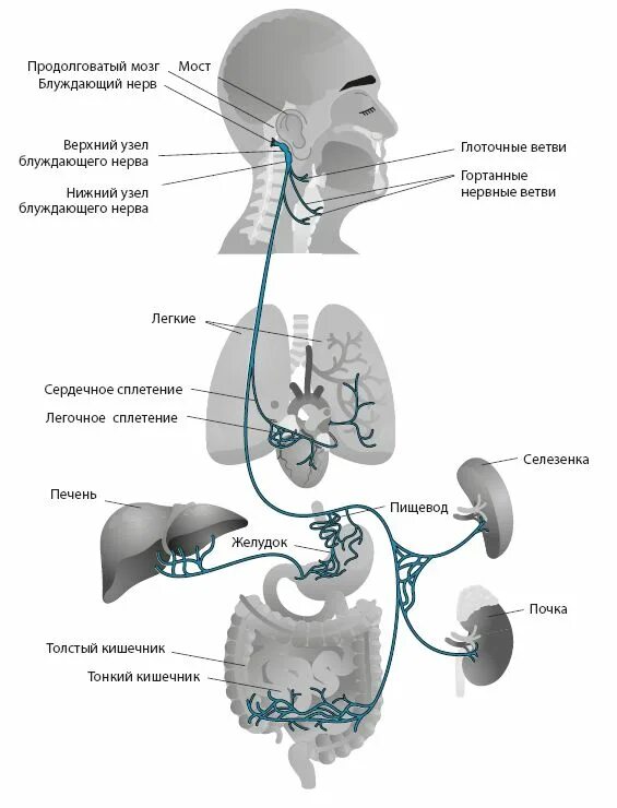 Книга тело мозг. Блуждающий нерв менингеальная ветвь. Блуждающий нерв Vagus. Блуждающий нерв иннервирует органы. Блуждающий нерв 1 Нейрон.