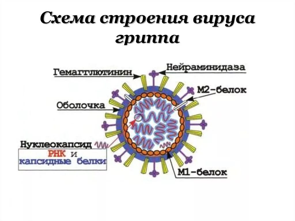 Вирус гриппа одноклеточный. Антигенная структура вируса гриппа. Схема строения вируса гриппа. Схема строения вириона вируса гриппа. Антигенная структура гриппа микробиология.