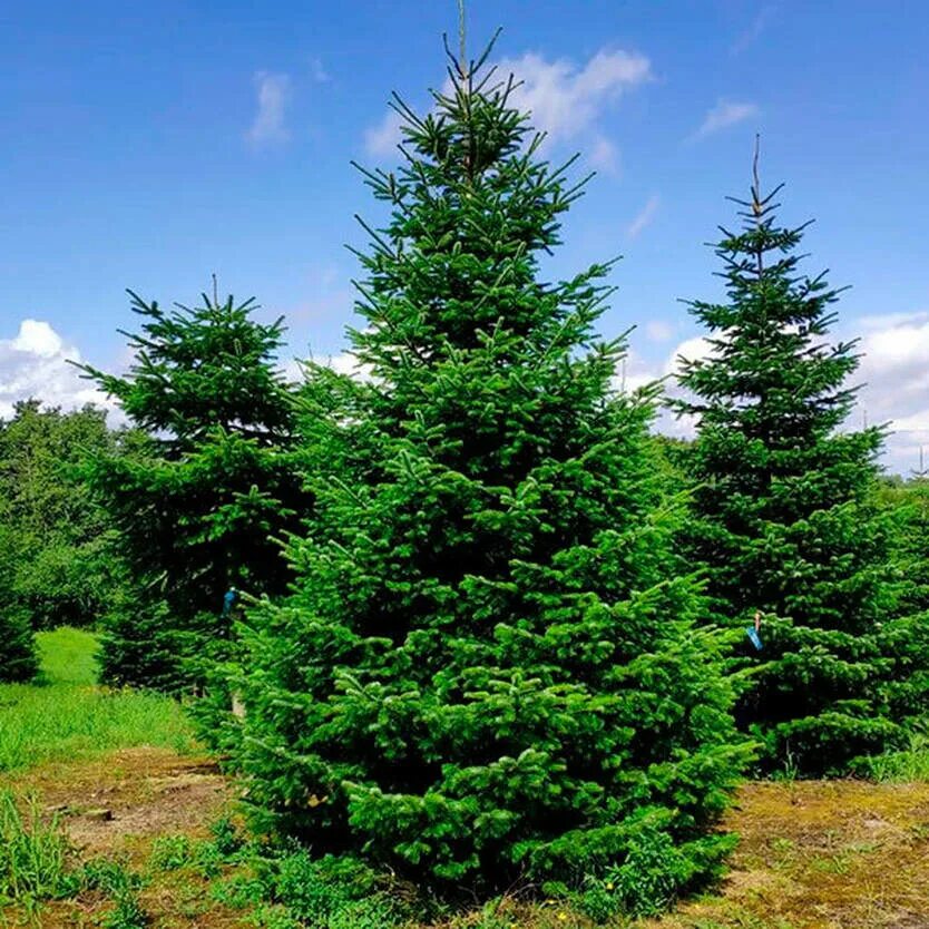 Пихта хаус. Пихта нордмана. abies alba pyramidalis. пихта кавказская нордмана. пихта abies alba pyramidalis.