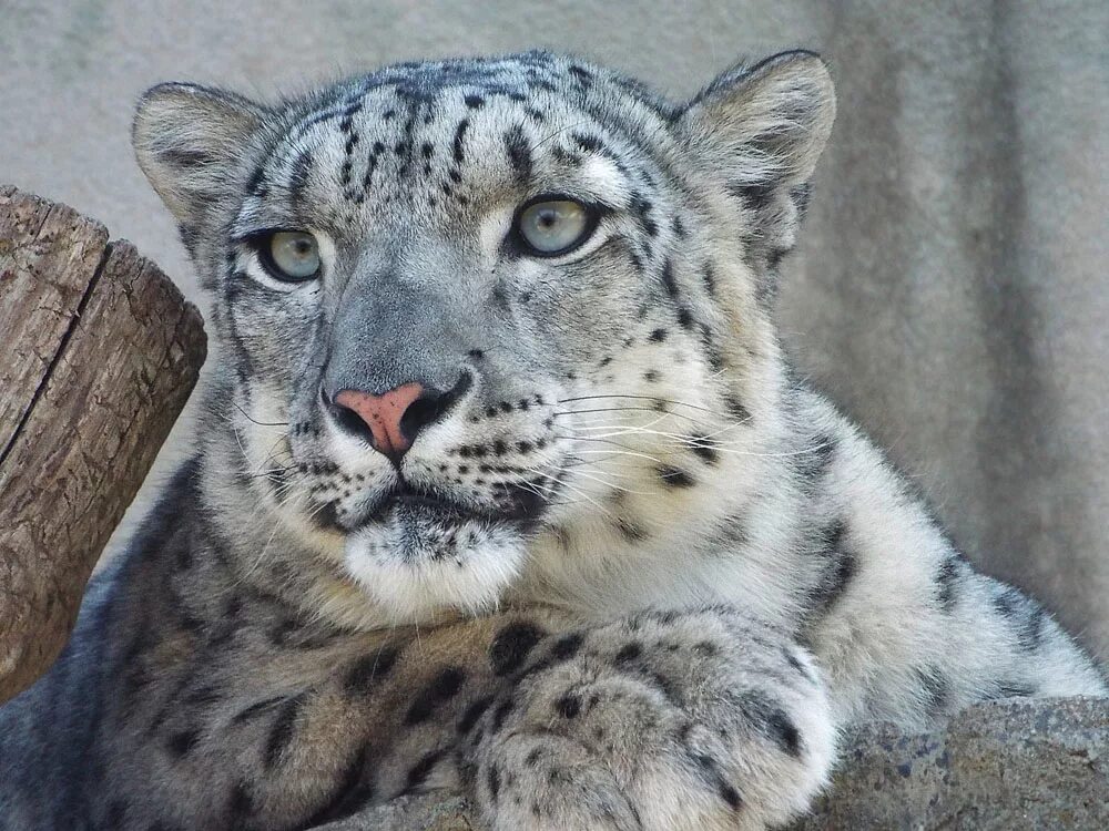 Ирбис 5. Снежный барс леопард snow leopard ирбис. снежный барс гиф. снежный барс ирбис гиф. снежный барс анимация.